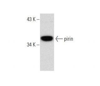 pirin Antibody (D-12) - Western Blotting - Image 135503 
