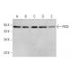 PISD Antibody (B-3) - Western Blotting - Image 383262 