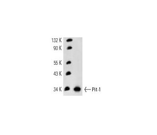 Pit-1 Antibody (2C11) - Western Blotting - Image 13439 