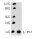Pit-1 Antibody (2C11) - Western Blotting - Image 13439 