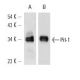 Pit-1 Antibody (2C11) - Western Blotting - Image 13450