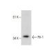 Pit-1 Antibody (2C11) - Western Blotting - Image 281363 