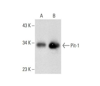 Pit-1 Antibody (D-7) - Western Blotting - Image 299306 