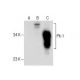 Pit-1 Antibody (G-2) - Western Blotting - Image 281366 