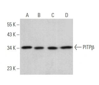 PITP&beta; Antibody (E-2) - Western Blotting - Image 371163 