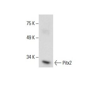 Pitx2 Antibody (H-1) - Western Blotting - Image 288596