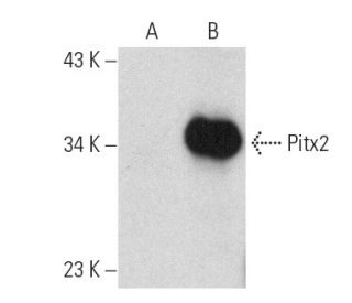 Pitx2 Antibody (H-1) - Western Blotting - Image 389171