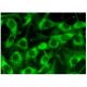 PIWIL2 Antibody (D-5) - Immunofluorescence - Image 293784 
