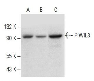 PIWIL3 Antibody (C-3) - Western Blotting - Image 308381 