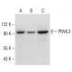 PIWIL3 Antibody (C-3) - Western Blotting - Image 308381 