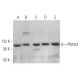 PIWIL3 Antibody (C-3) - Western Blotting - Image 372106