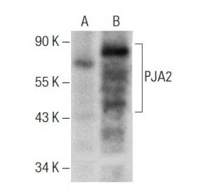 PJA2 Antibody (H-4) - Western Blotting - Image 286147