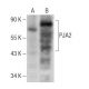 PJA2 Antibody (H-4) - Western Blotting - Image 286147
