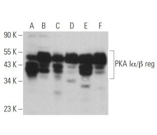 PKA I&alpha;/&beta; reg Antibody (B-6) - Western Blotting - Image 360718 