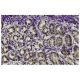 PKA Iβ reg Antibody (QR-7) - Immunohistochemistry - Image 36012 
