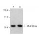 PKA IIβ reg Antibody (C-2) - Western Blotting - Image 358564 