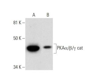 PKA&alpha;/&beta;/&gamma; cat Antibody (B-4) - Western Blotting - Image 289873 