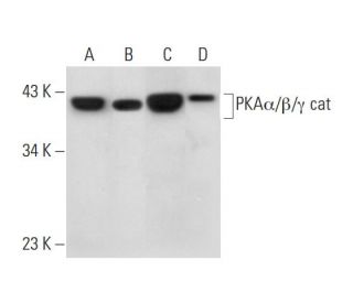 PKA&alpha;/&beta;/&gamma; cat Antibody (G-6) - Western Blotting - Image 289874 
