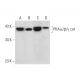 PKAα/β/γ cat Antibody (G-6) - Western Blotting - Image 289874 