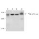 PKAα/β/γ cat Antibody (G-6) - Western Blotting - Image 314218 