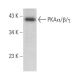PKAα/β/γ cat Antibody (G-6) - Western Blotting - Image 379279