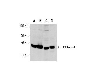 PKA&alpha; cat Antibody (A-2) - Western Blotting - Image 7361 