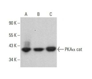 PKA&alpha; cat Antibody (F-4) - Western Blotting - Image 352008 