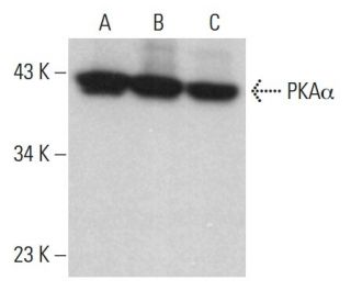 PKA&alpha; cat Antibody (H-8) - Western Blotting - Image 376180 