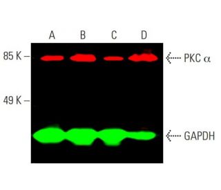 PKC alpha Antibody (H-7) - Western Blotting - Image 387579 