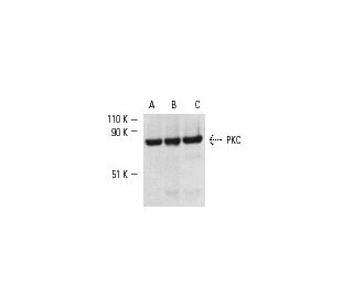 PKC Antibody (A-3) - Western Blotting - Image 1988 