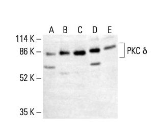 PKC &delta; Antibody (E-7) - Western Blotting - Image 411990
