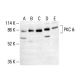 PKC δ Antibody (E-7) - Western Blotting - Image 411990