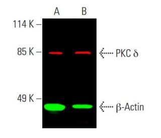 PKC delta Antibody (G-9) - Western Blotting - Image 387583 