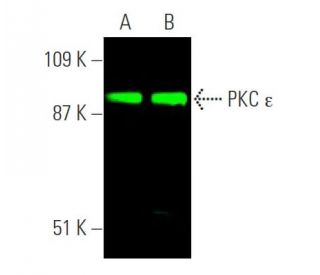 PKC epsilon Antibody (E-5) - Western Blotting - Image 374295