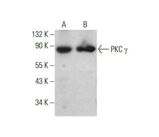 PKC gamma Antibody (D-4) - Western Blotting - Image 352013 