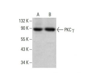 PKC gamma Antibody (C-4) - Western Blotting - Image 352012 