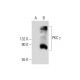 PKC gamma Antibody (D-4) - Western Blotting - Image 73193