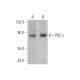PKC gamma Antibody (D-4) - Western Blotting - Image 353334 