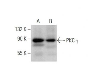 PKC gamma Antibody (D-4) - Western Blotting - Image 377475 