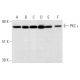 PKC lambda/iota Antibody (H-12) - Western Blotting - Image 2027