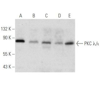 PKC lambda/iota Antibody (H-12) - Western Blotting - Image 354834 