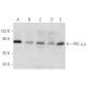 PKC lambda/iota Antibody (H-12) - Western Blotting - Image 354834 