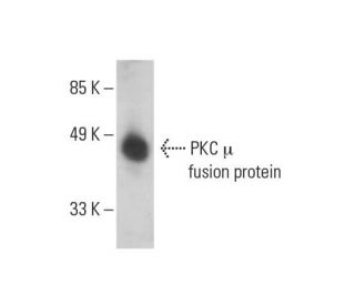 PKC mu Antibody (G-9) - Western Blotting - Image 392832 