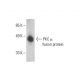PKC mu Antibody (G-9) - Western Blotting - Image 392832 