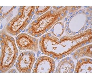PKC nu Antibody (C-1) - Immunohistochemistry - Image 386790 