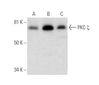 PKC omega Antibody (B-7) - Western Blotting - Image 292985 