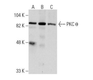 PKC theta Antibody (E-7) - Western Blotting - Image 2022 