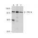 PKC theta Antibody (E-7) - Western Blotting - Image 2022 