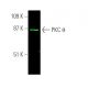 PKC theta Antibody (E-7) - Western Blotting - Image 375707 