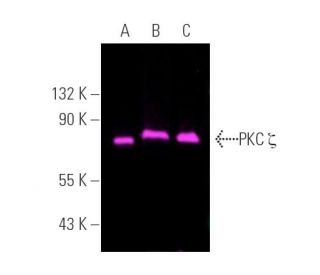 PKC zeta Antibody (H-1) - Western Blotting - Image 390790 